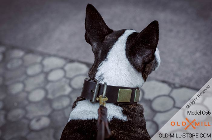Bull Terrier Collar with D-Ring for Leash attachment